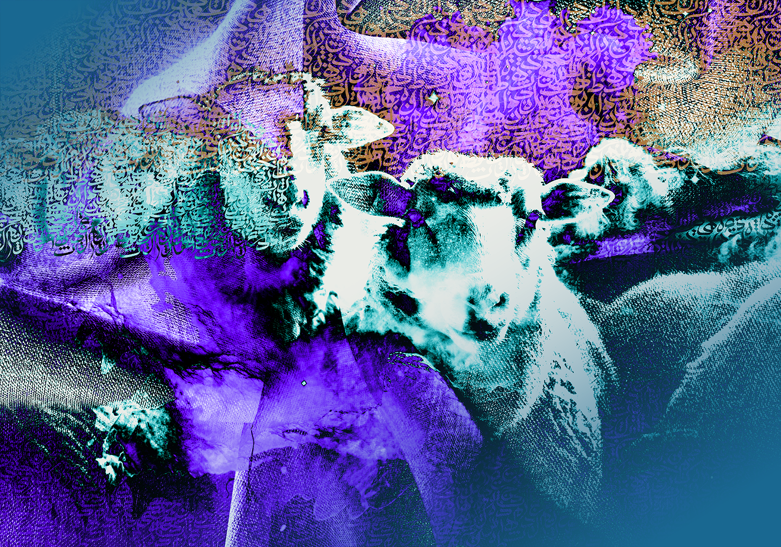 Sheep